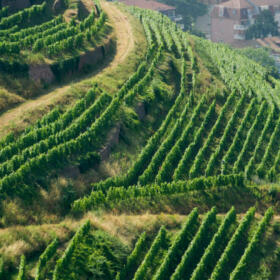 domaine-schlumberger-vigne