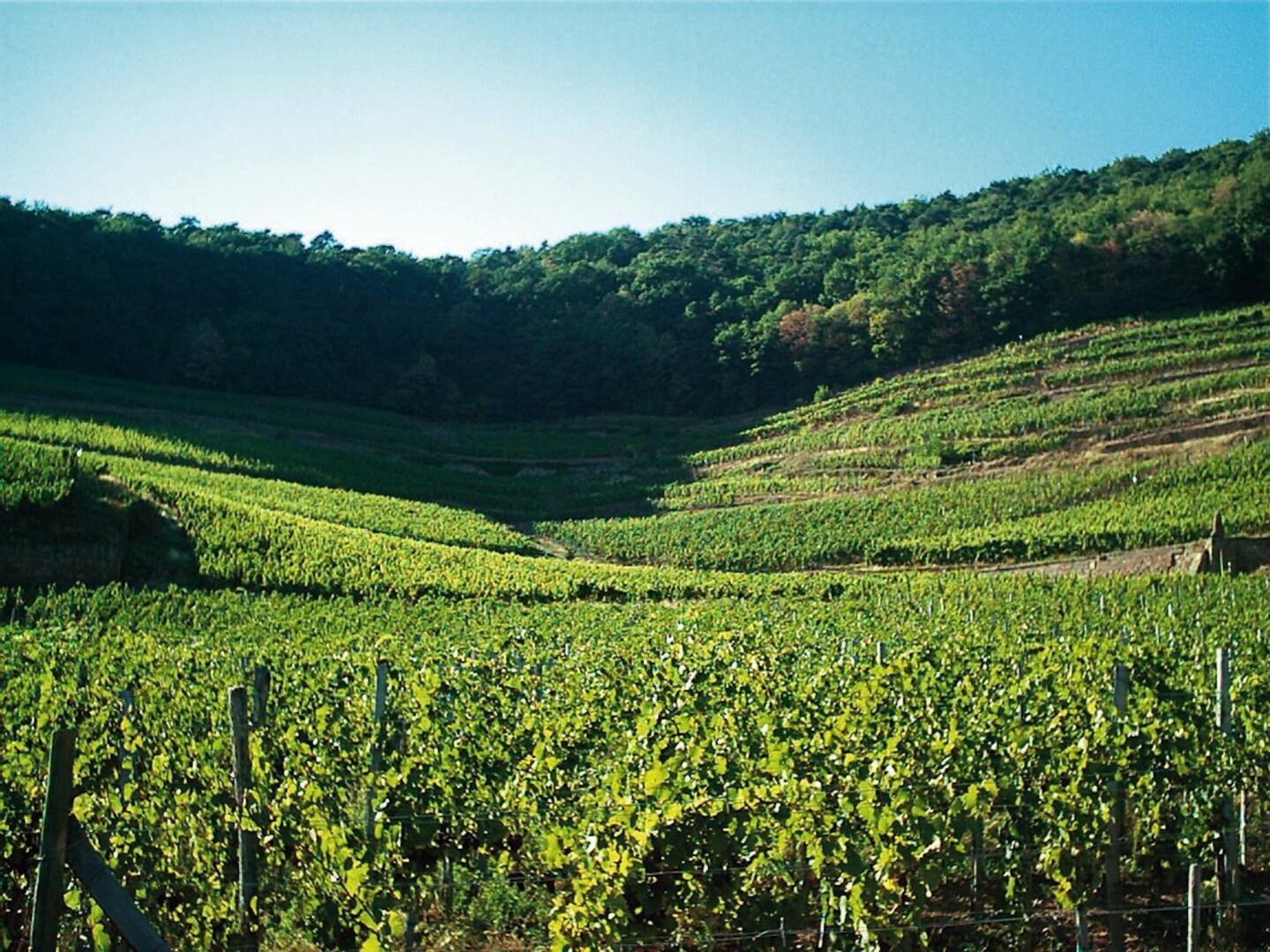 Grand Cru Kessler, Grand Cru Alsace | Domaines Schlumberger