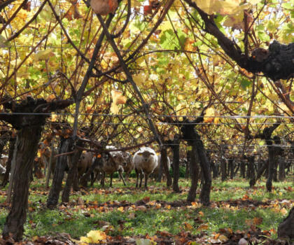 Vigne mouton Domaines Schlumberger Alsace