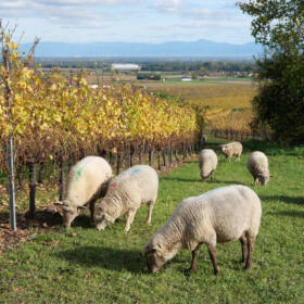 Vigne mouton Domaines Schlumberger Alsace