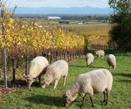 Vigne mouton Domaines Schlumberger Alsace