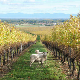 Vigne mouton Domaines Schlumberger Alsace
