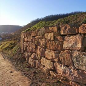 Vigne mur Domaines Schlumberger Alsace