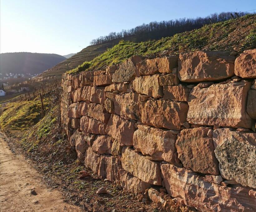 Vigne mur Domaines Schlumberger Alsace