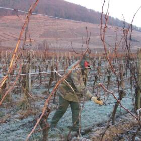 Vigne Taille Domaines chlumberger Alsace