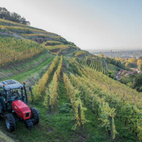 Vigne Domaines Schlumberger Alsace@Vincent Schneider