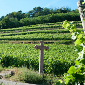 Vigne Croix Domaines Schlumberger Alsace