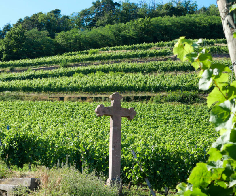Vigne Croix Domaines Schlumberger Alsace