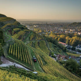 Vigne Domaines Schlumberger Alsace@Vincent Schneider