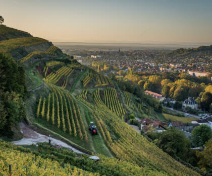 Vigne Domaines Schlumberger Alsace@Vincent Schneider