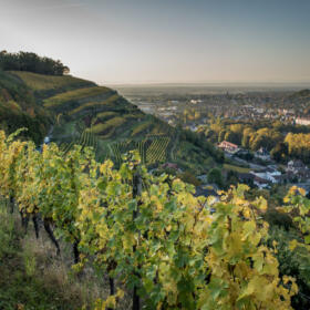 Vigne Domaines Schlumberger Alsace@Vincent Schneider