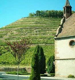 Vigne paysage Domaines Schlumberger Alsace