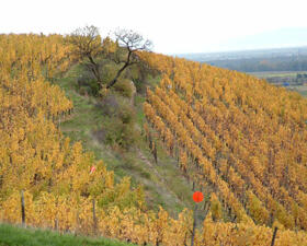 Vigne paysage Domaines Schlumberger Alsace