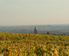 Vigne paysage Domaines Schlumberger Alsace