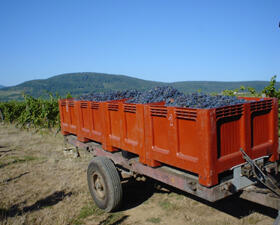 Vigne vendange Domaine Schlumberger Alsace