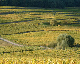 Grand Cru Spiegel Domaines Schlumberger Alsace