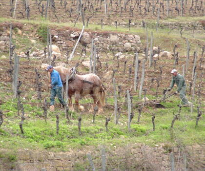 Vigne Chevaux Domaines Schlumberger Asace