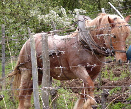 Vigne Chevaux Domaines Schlumberger Asace