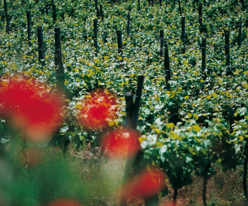 Vigne Domaines Schlumberger Alsace