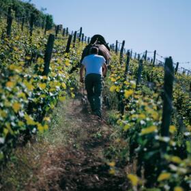 Vigne Chevaux Domaines Schlumberger Asace