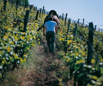 Vigne Chevaux Domaines Schlumberger Asace