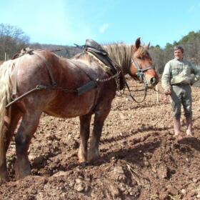 Vigne Chevaux Domaines Schlumberger Asace