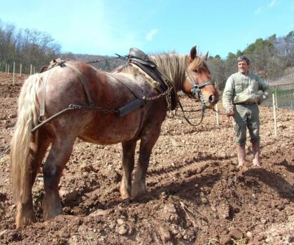 Vigne Chevaux Domaines Schlumberger Asace