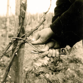 Histoire taille Domaines Schlumberger Alsace