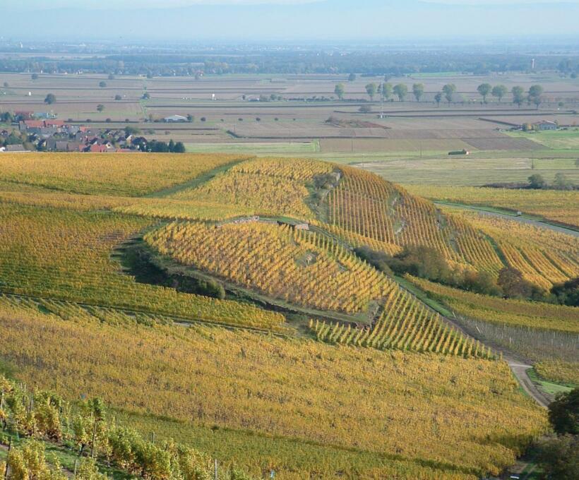 Grand Cru Saering Domaines Schlumberger Alsace