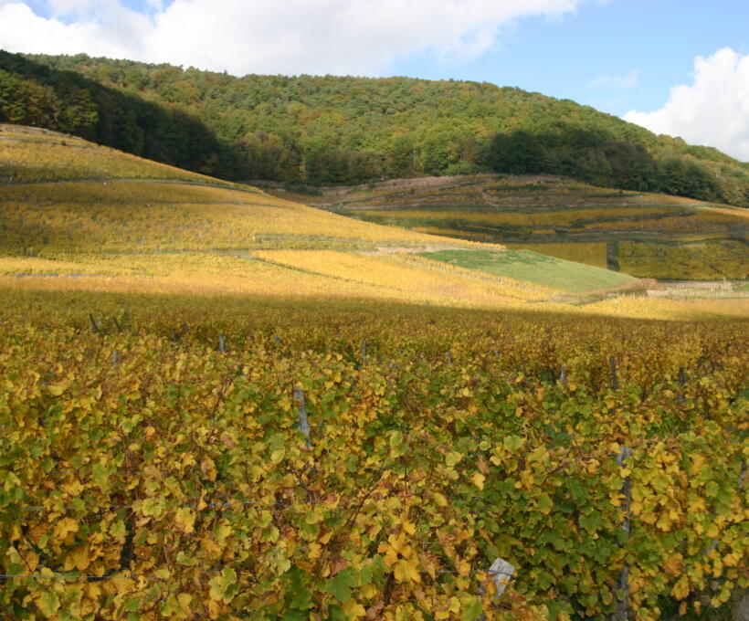 Vigne Grand Cru Kessler Domaines Schlumberger Alsace