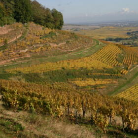 Vigne Grand Cru Kitterle Domaines Schlumberger Alsace