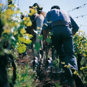 Vigne Chevaux Domaines Schlumberger Asace