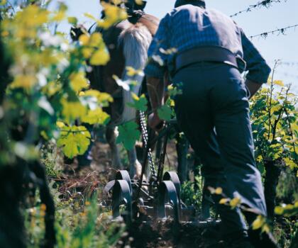 Vigne Chevaux Domaines Schlumberger Asace