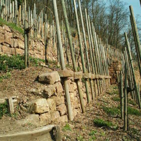 Vigne musee Domaines Schlumberger Alsace