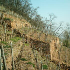 Vigne musee Domaines Schlumberger Alsace