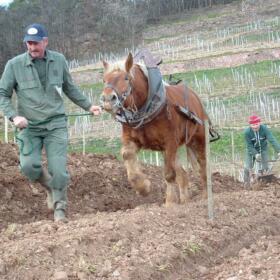 Vigne Chevaux Domaines Schlumberger Asace