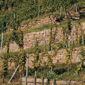 Vigne mur Domaines Schlumberger Alsace