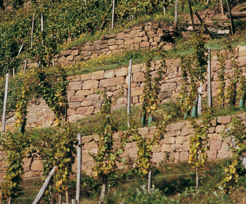 Vigne mur Domaines Schlumberger Alsace