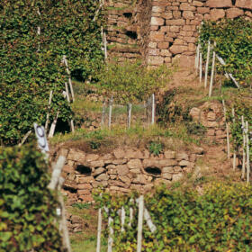 Vigne mur Domaines Schlumberger Alsace