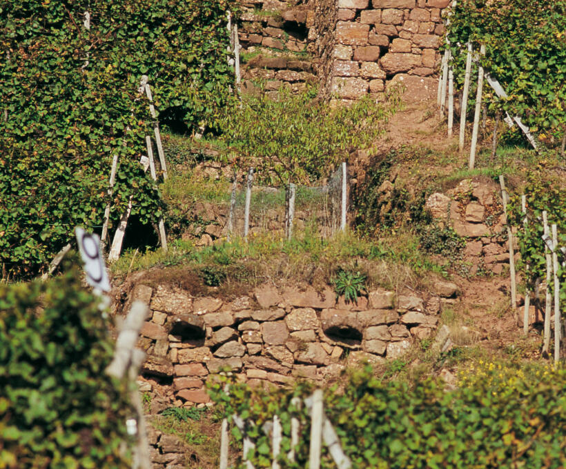 Vigne mur Domaines Schlumberger Alsace