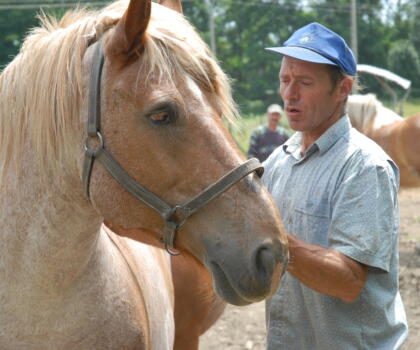 Vigne Chevaux Domaines Schlumberger Asace