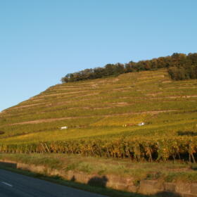 Vigne Grand Cru Kitterle Domaines Schlumberger Alsace