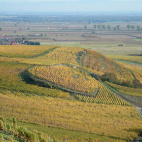 Vigne Grand Cru Saering Domaines Schlumberger Alsace