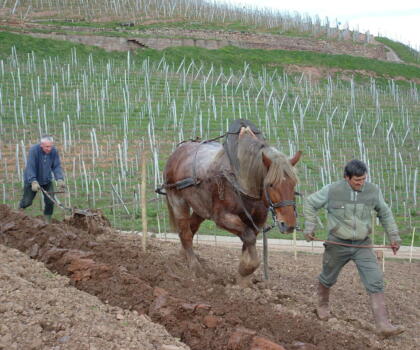 Vigne Chevaux Domaines Schlumberger Asace