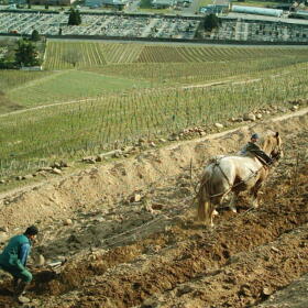 Vigne Chevaux Domaines Schlumberger Asace