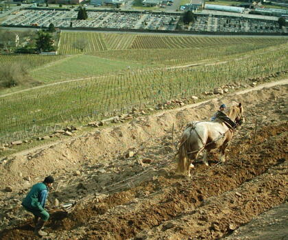 Vigne Chevaux Domaines Schlumberger Asace