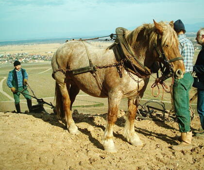 Vigne Chevaux Domaines Schlumberger Asace