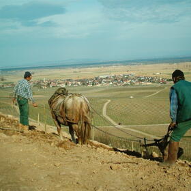 Vigne Chevaux Domaines Schlumberger Asace