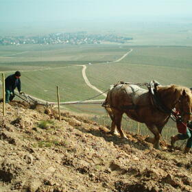 Vigne Chevaux Domaines Schlumberger Asace