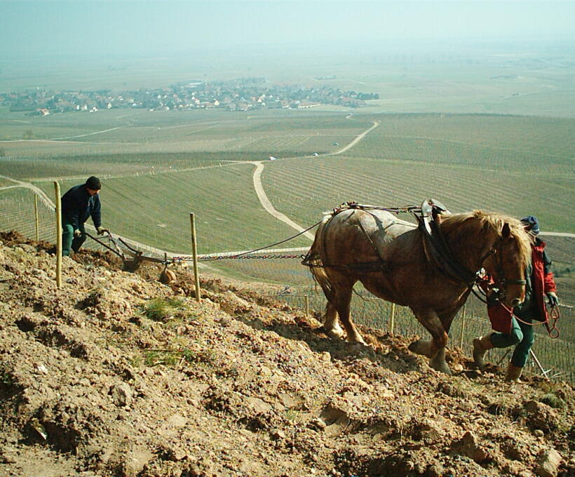 Vigne Chevaux Domaines Schlumberger Asace